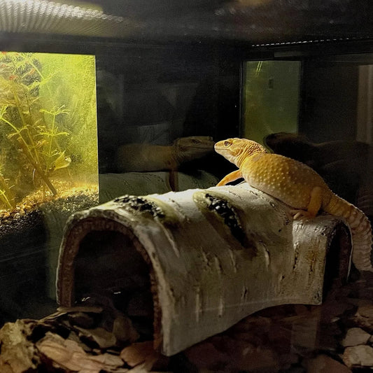 Pets Lizard Turtle Reptile Hide Cave
